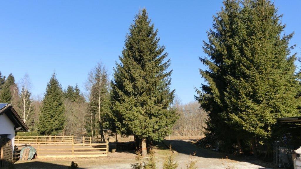 Pension Fohlenhof Frauenau Buitenkant foto